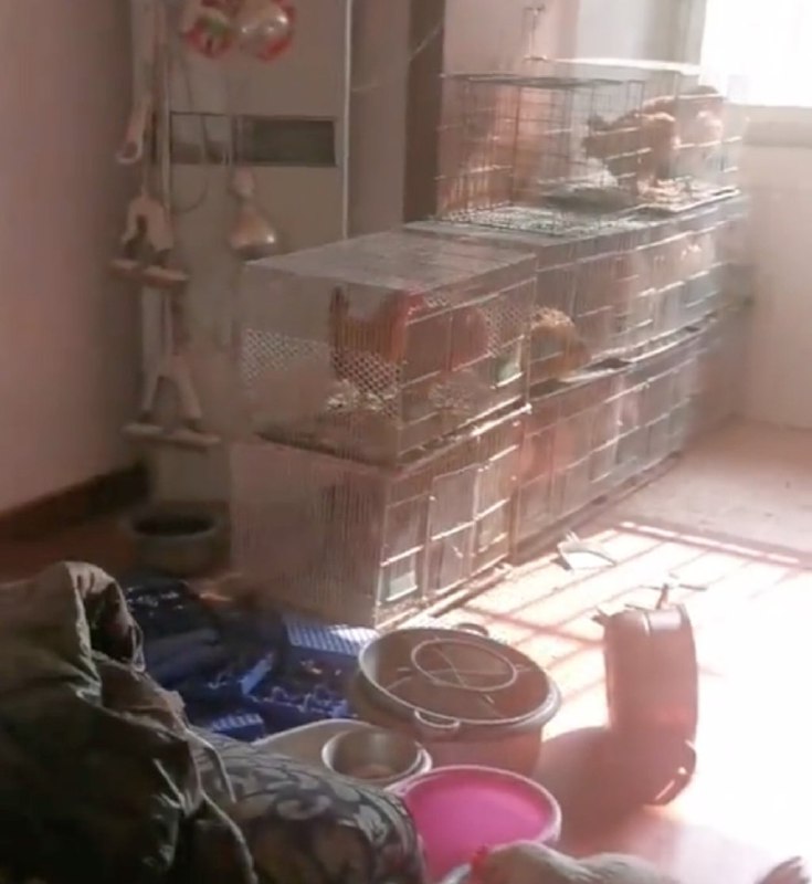 China renter converts flat into chicken farm, causing foul odor, damage to propertyBy Alice YanA landlord in Shanghai whose flat has been turned into a chicken farm by the tenant who raised dozens of birds there has trended on mainland social media.The unidentified landlord had not checked his house for the past two years until earlier this month and he was astonished with what he found when he opened the door, Dianshi News reported.The sitting room was full of coops and chicks roaming and flying around the property, according to the landlord.“It stinks. Both the floor and the wall are badly destroyed. It needs an overhaul and should be decorated completely, otherwise, no one can live there,” the landlord was quoted as saying.“I am so infuriated!” he added.He added that the combined rent for the past two years would be far less than the cost of redecoration.The tenant turned a well appointed living room into a smelly chicken farm with piled-up coops. Photo: Sohuvia SCMP Full Text Feed