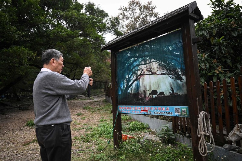 Chinese villagers go viral with set-up country scenes, charge tourists to take photosBy Agence France-PresseA wizened farmer leads a buffalo through a misty copse of gnarled trees in eastern China, closely followed by a woman in a straw hat heaving pails of water.It is a tranquil image of rural Chinese life – except for the overhead whirr of a drone, the hiss of a smoke machine and the excited chatter of smartphone-wielding day trippers.Residents in Xiapu county, Fujian province, have achieved viral online fame by staging picturesque country scenes and charging tourists up to 300 yuan (about US$40) to photograph them.By doing so, they indulge visitors’ nostalgia for a pastoral idyll that has been swept away by rampant urbanisation and industrial development – assuming it ever truly existed at all.One visitor is Liang Liuling, 72, on holiday from the southwestern Guangxi region.A tourist takes a photo of a poster in Xiapu that has been widely circulated online. Photo: AFPvia SCMP Full Text Feed