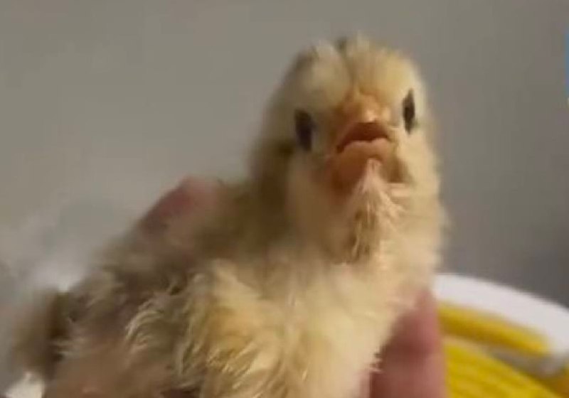 Quirky China: chick roasted to death by mistake, viral mum-in-law, driving test drone cheatBy Alice YanA woman in China who used a heating lamp to warm a newborn chicken ended up roasting the bird.The woman, surnamed Yang who lives in Hangzhou in eastern Zhejiang province, said she used an incubation machine to successfully hatch a chicken in early January, according to a report by Shandian News.Some internet users said Yang turned to a big heating lamp to give the chicken more warmth.After turning on the light, she also put a towel over the chicken coop to ensure a high temperature inside the cage.However, half an hour later, Yang smelled a scorched taste before finding the coop was on fire. The poor chick had been fully roasted.Yang told the media that she felt guilty about the death of the chicken. She bought another egg and vowed to look after it after it hatched.The unlucky young clucker was roasted to death by a woman trying to keep it warm. Photo: Weibovia SCMP Full Text Feed