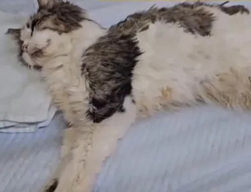 Abandoned Japan ‘Miracle’ cat survives on toilet water, eating leftovers for a monthBy Fran LuA Japanese cat miraculously survived for a month in the scorching summer heat after being abandoned by its owner in her flat.The feline’s survival instincts have earned it the name Miracle.A Japanese animal protection non-profit organisation, Animal Rescue Tanpopo, found Miracle in an empty flat in Osaka last August.The flat’s floor was covered with empty alcohol cans, rubbish and leftover food.Miracle survived by drinking water from the toilet and eating leftovers, Japanese news outlet Kansai Television reported.The person in charge of the animal rescue group, Chiaki Honda, said she thought the cat was dead when she found it beside the toilet.The feisty feline was in a terrible state when it was found in the filthy flat. Photo: QQ.comvia SCMP Full Text Feed